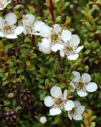 Image: P.B. Heenan © Landcare Research 2014 